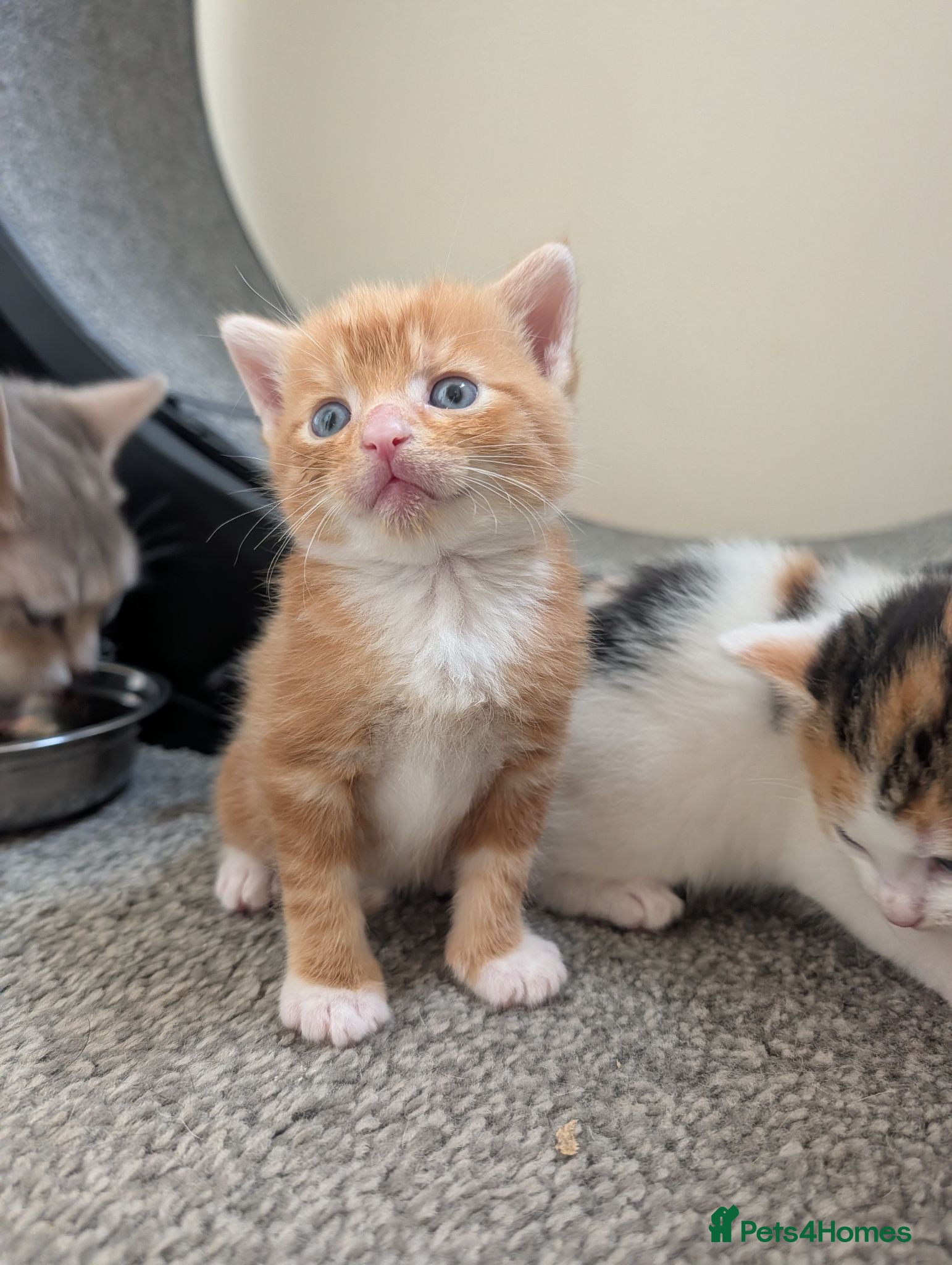 Mixed Breed cats Gorgeous ginger kitten - Advert 17