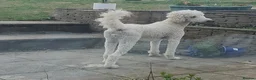 Standard Poodle dogs for sale: Loving Gentle Giant Needing a New Forever Home - Advert 7