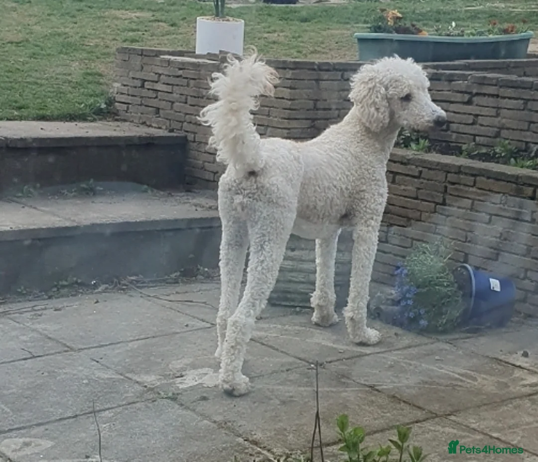 Standard Poodle dogs for sale: Loving Gentle Giant Needing a New Forever Home - Advert 7
