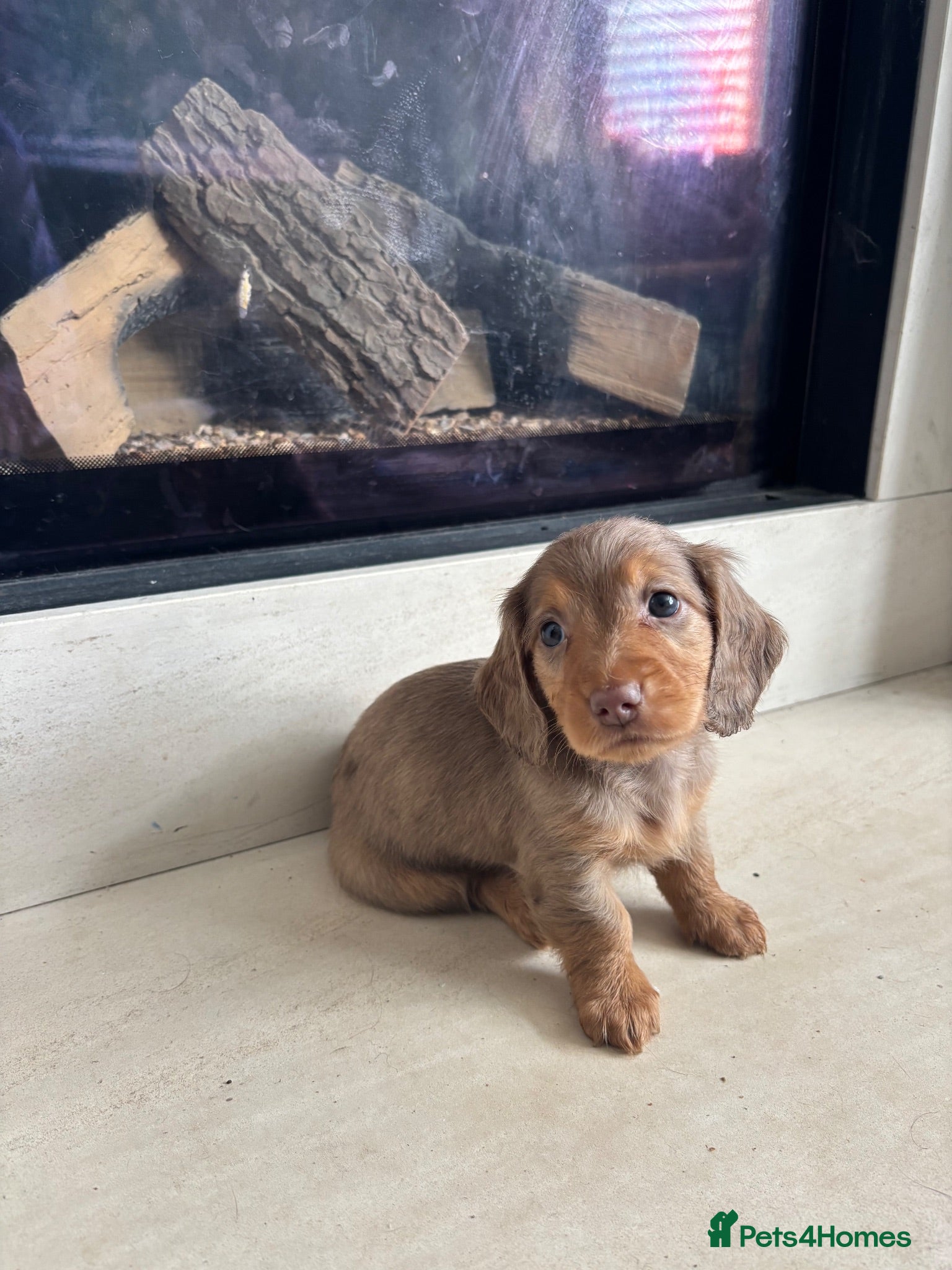 Dachshund dogs 7 Beautiful Dachshund Puppies - Advert 2