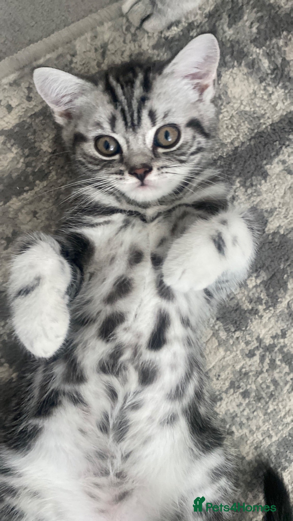 British Shorthair cats Silver Tabby British Shorthair  - Advert 1
