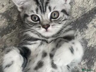British Shorthair cats Silver Tabby British Shorthair - Advert 1