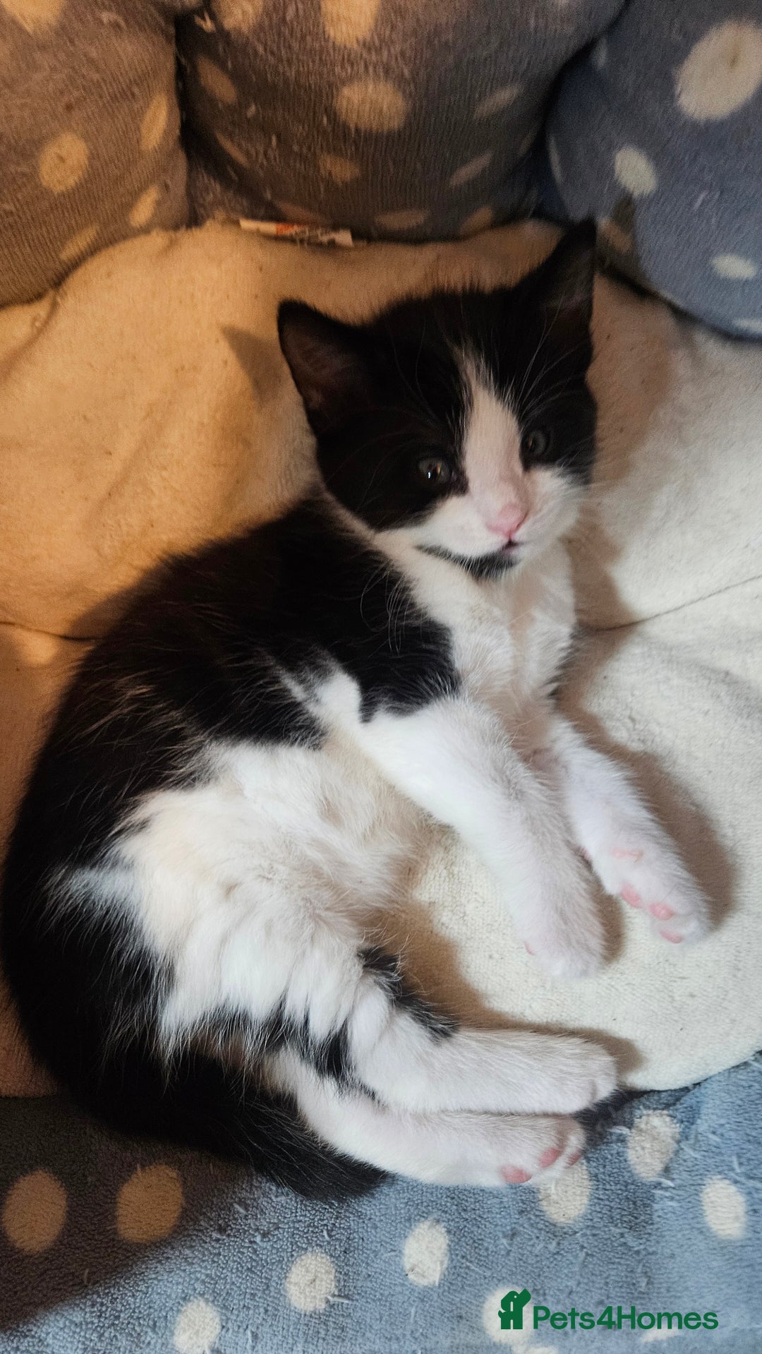 Mixed Breed cats for sale: Black and white 3 kittens for sale. 2 boys 1 girl. - Advert 9