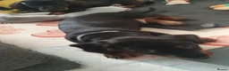 Dachshund dogs for sale: Adorable puppies4sale♥️💙 - Advert 4