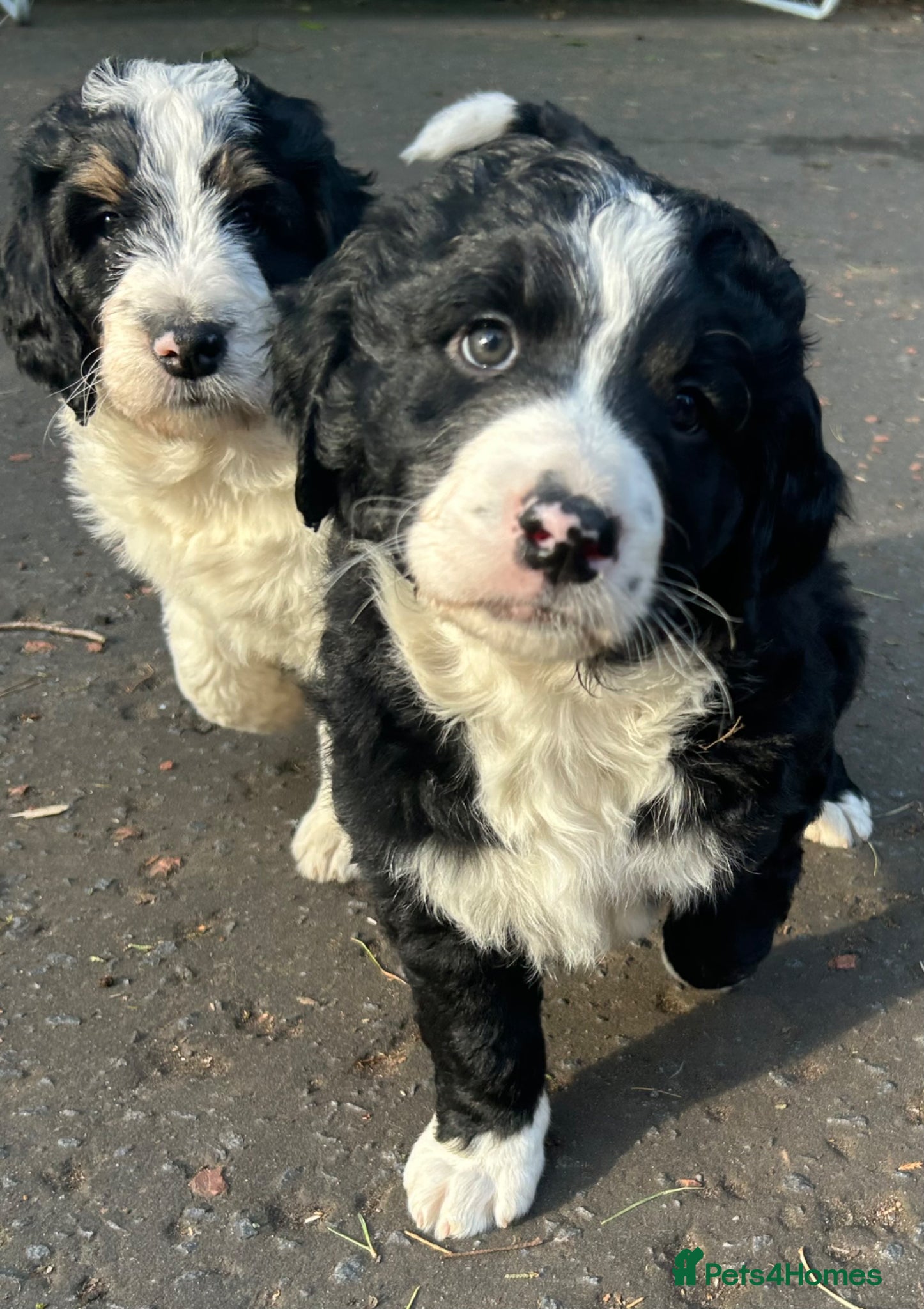 Bernedoodle dogs Beautiful Bernedoodles - Advert 3