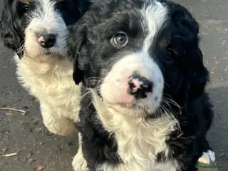 Bernedoodle dogs Beautiful Bernedoodles - Advert 3
