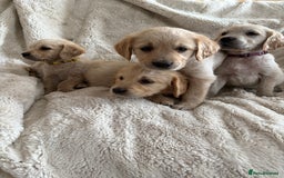 Golden Retriever dogs for sale: Golden retriever puppy Available 🐶🐾🦴  - Image 33