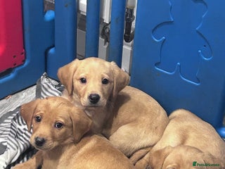 Labrador Retriever dogs Labradors kc reg READY TO LEAVE TODAY - Advert 9