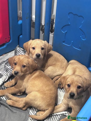 Labrador Retriever dogs Kc fox red Labs READY TO LEAVE TODAY - Advert 9