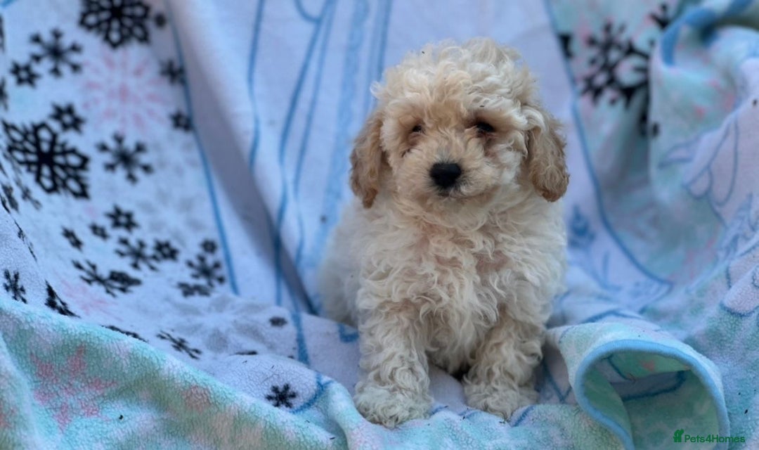 Poochon dogs for sale: Beautiful Poochons  - Image 29