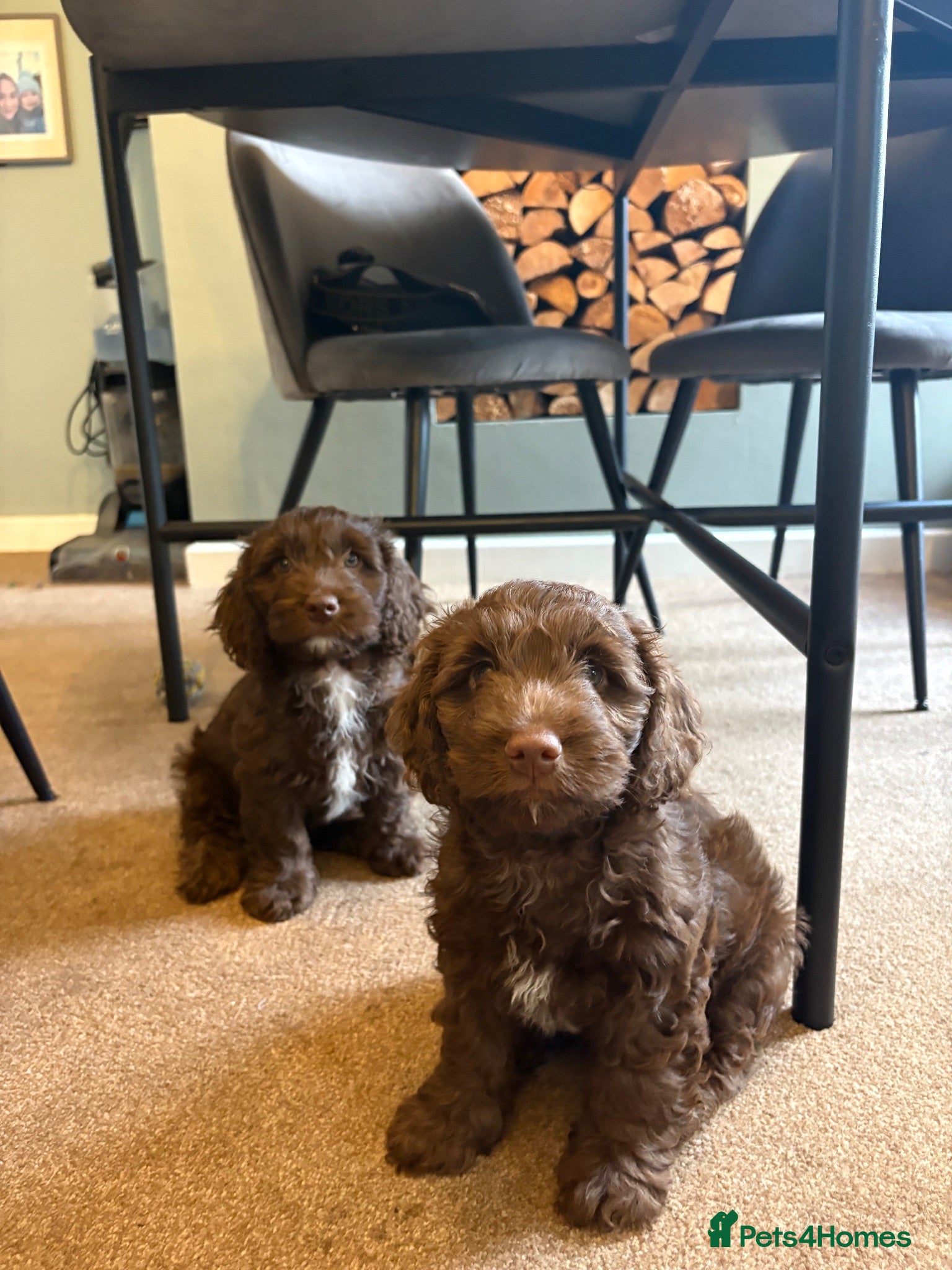 Mixed Breed dogs cockerpoo  - Advert 4