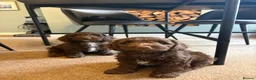 Mixed Breed dogs for sale: cockerpoo  - Advert 22