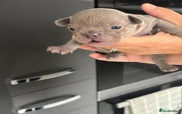 French Bulldog dogs for sale: Ready to leave on the 12th of September - Image 19