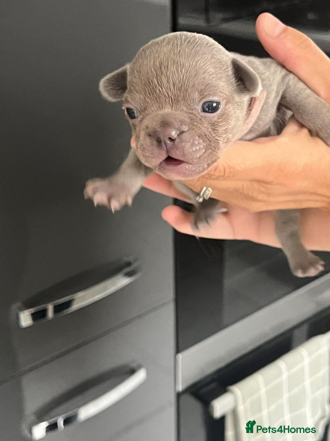 French Bulldog dogs for sale: Ready to leave on the 12th of September - Image 19