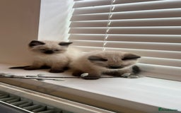 Ragdoll cats for sale: Friendly Ragdoll identical male kittens  - Image 10