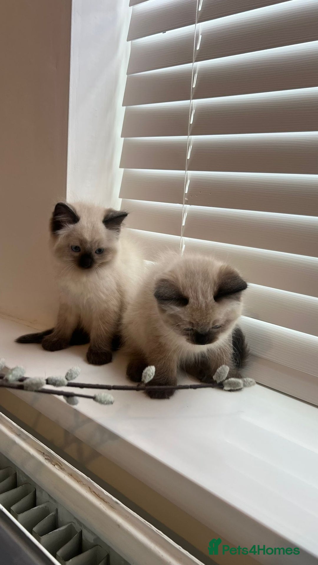 Ragdoll cats for sale: Friendly Ragdoll identical male kittens  - Image 10