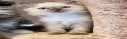 Mixed Breed cats for sale: Beautiful Ragdoll x Persian kittens  - Advert 2