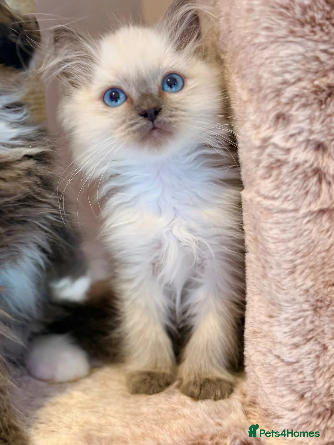 Mixed Breed cats for sale: Beautiful Ragdoll x Persian kittens  - Advert 2