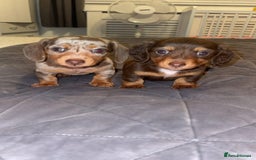 Miniature Dachshund dogs for stud: Smooth haired piebald miniature dachshund  - Image 3