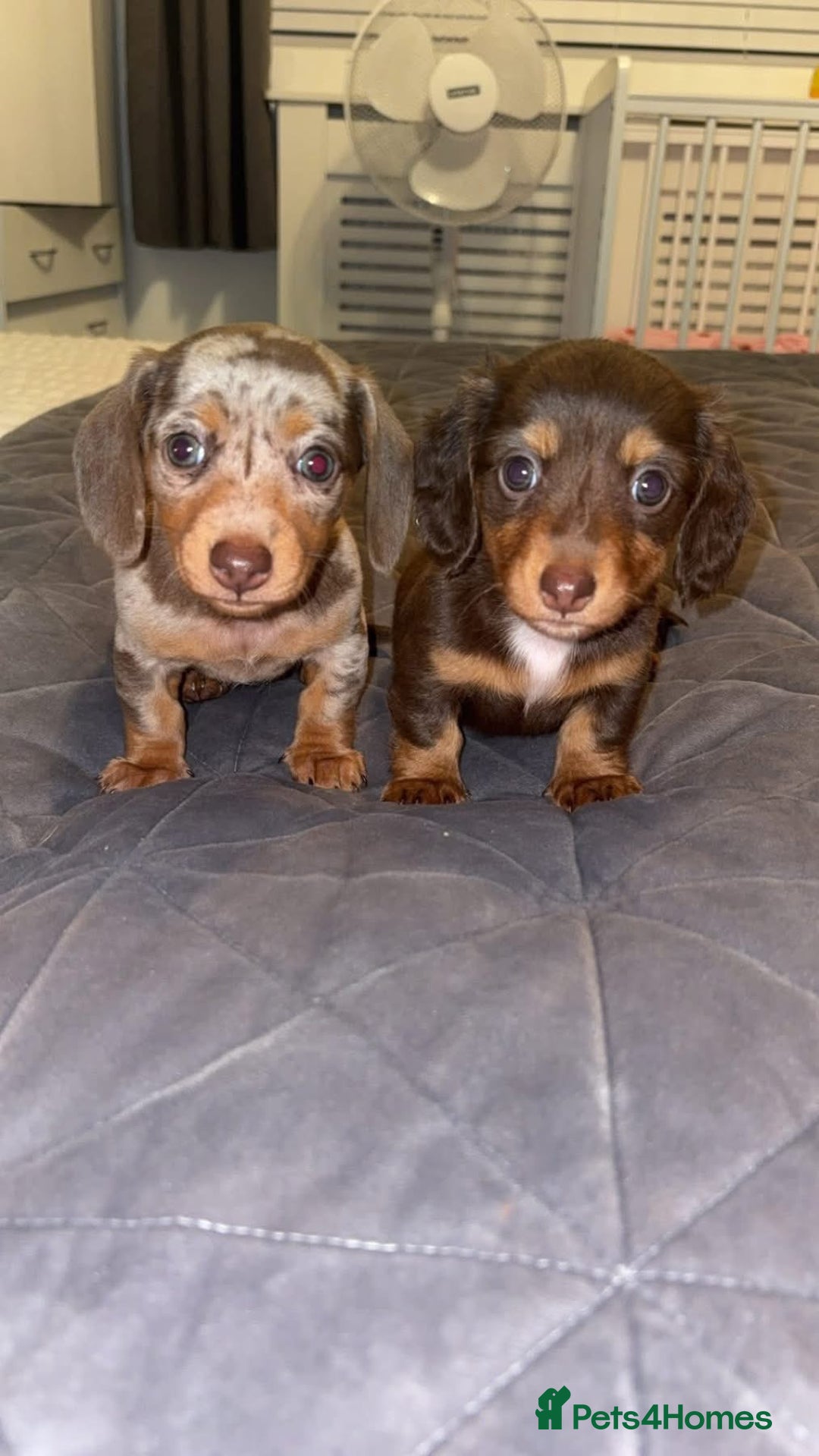 Miniature Dachshund dogs for stud: Smooth haired piebald miniature dachshund  - Image 3