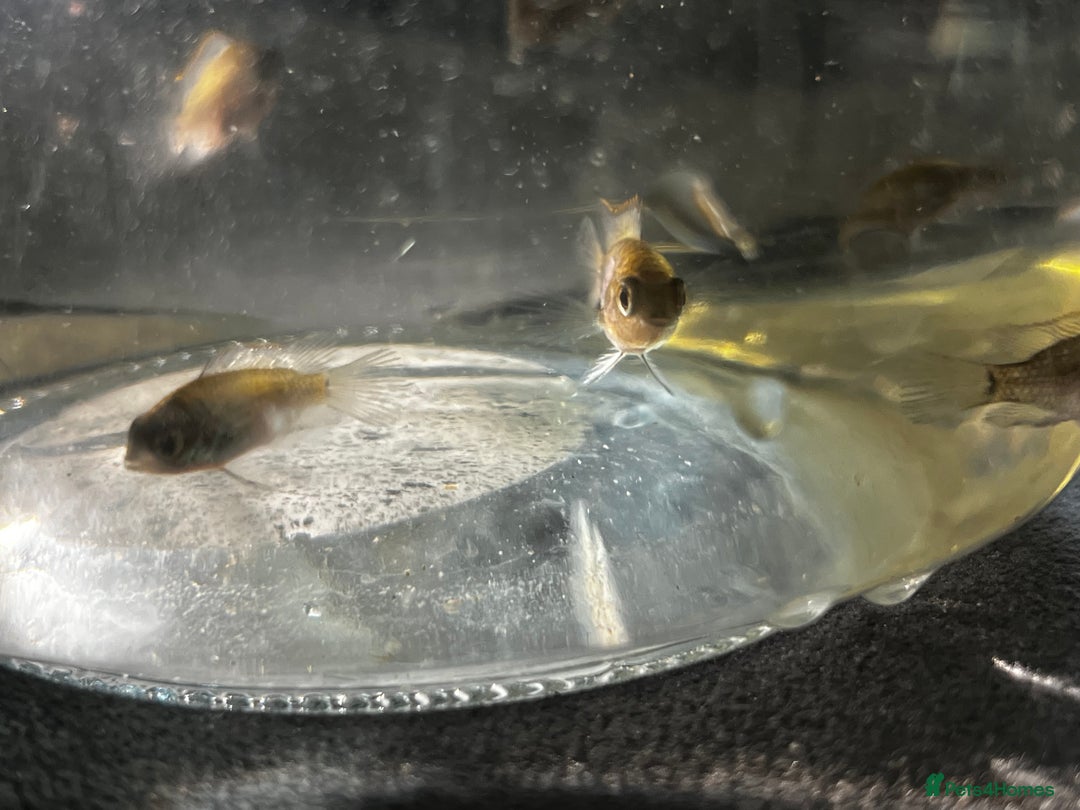 Cichlids fish for sale: Juvenile electric blue acaras - Image 6