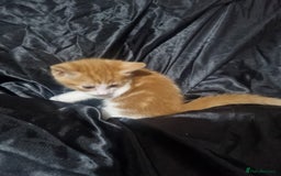 British Shorthair cats for sale: Kittens ready to go to new homes  - Image 6