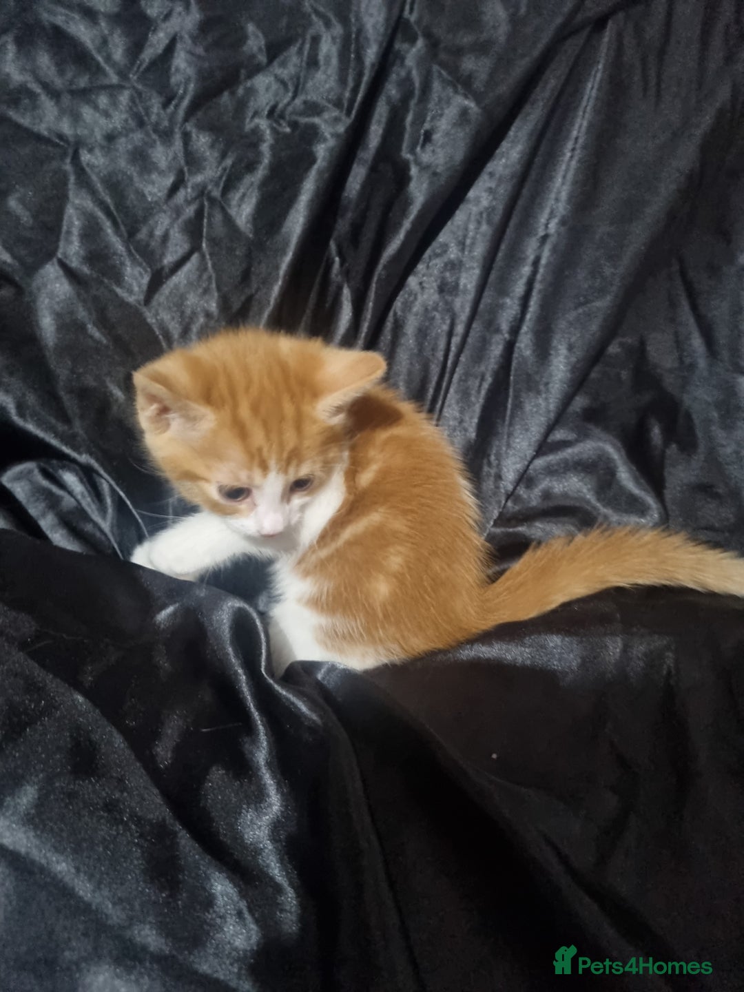 British Shorthair cats for sale: Kittens ready to go to new homes  - Image 6