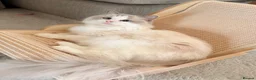Ragdoll cats for sale: Pedigree Ragdoll GCCF for rehome - Advert 3