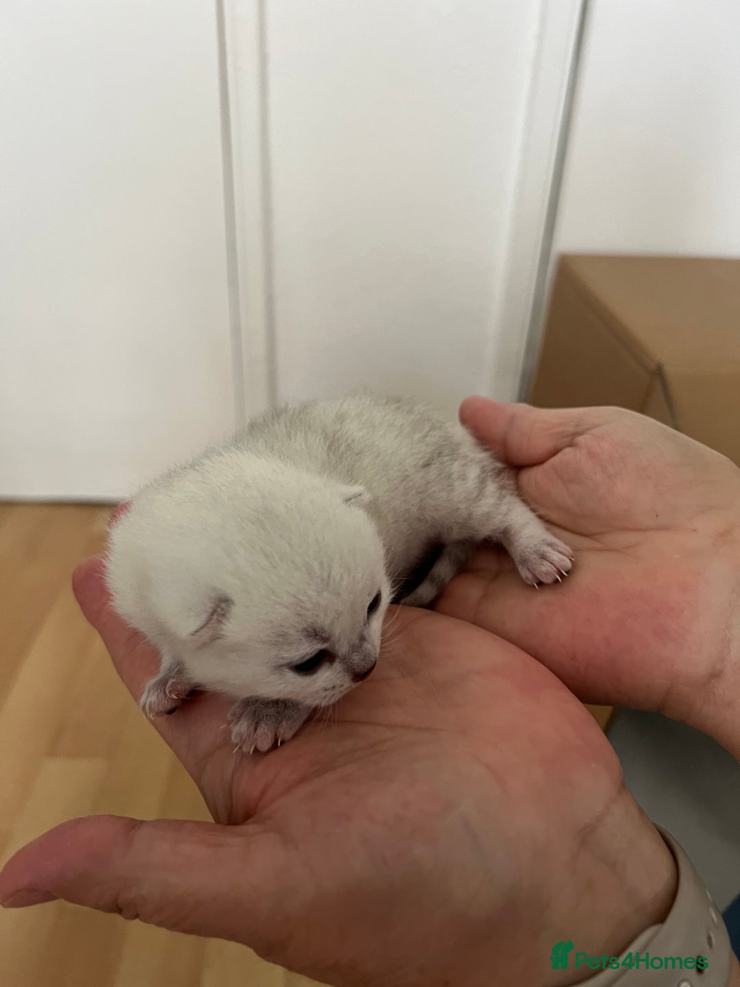 British Shorthair cats for sale: BSH Silver Tabby kittens for Sale! - Image 20