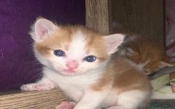 Mixed Breed cats for sale: Female ginger kitten  - Image 3