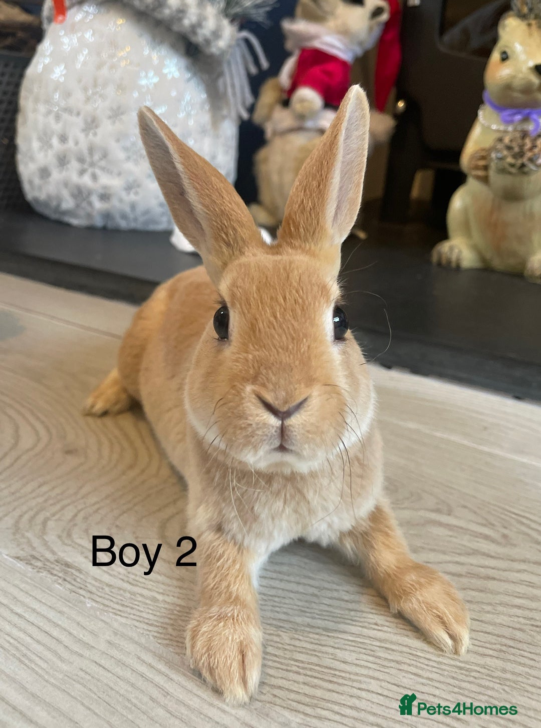 Rex rabbits for sale: 💖 9 week old mini Rex ready to leave 💙 - Advert 4