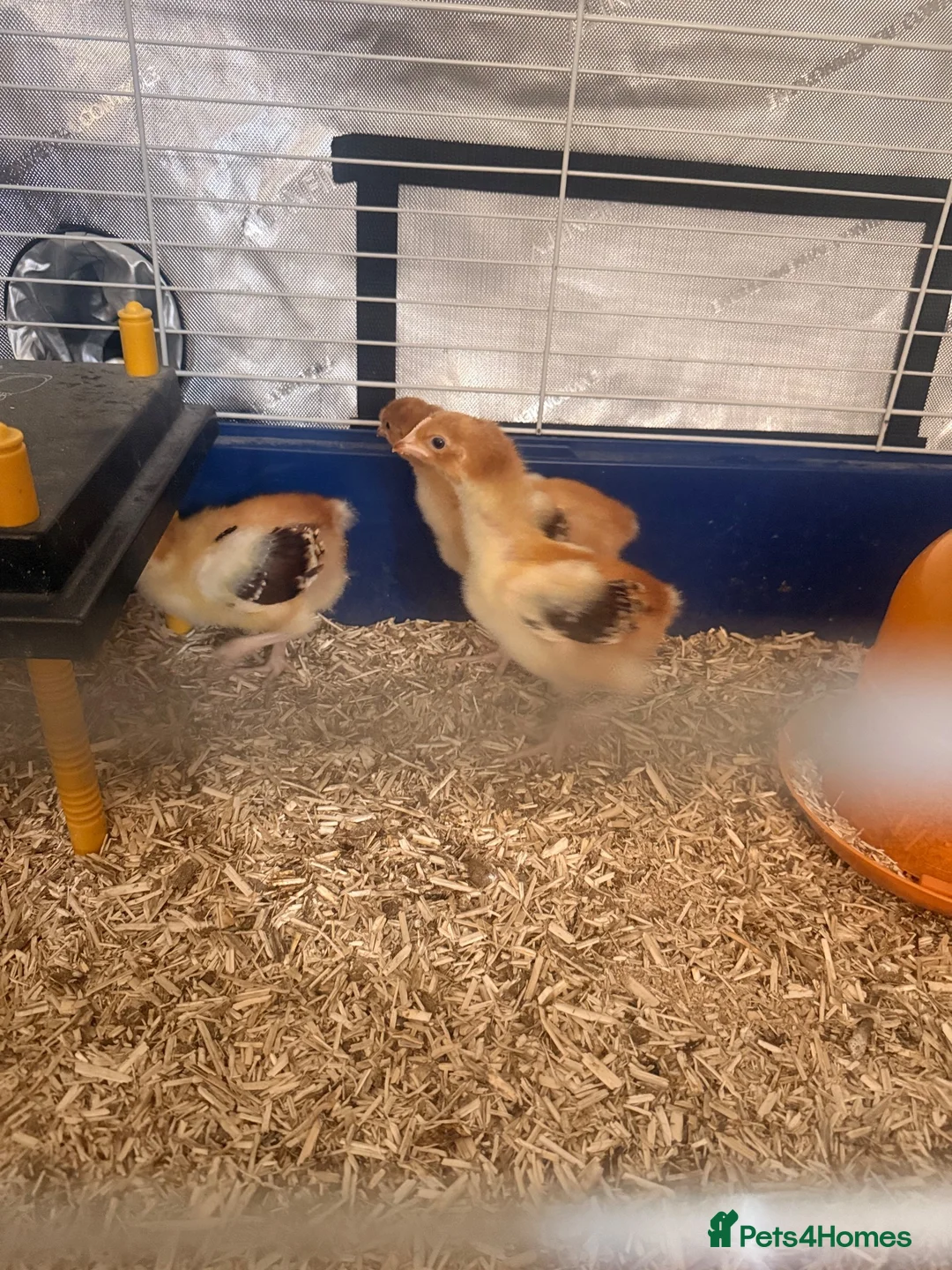Chickens poultry for sale: Unsexed speckled Sussex chickens   - Advert 1