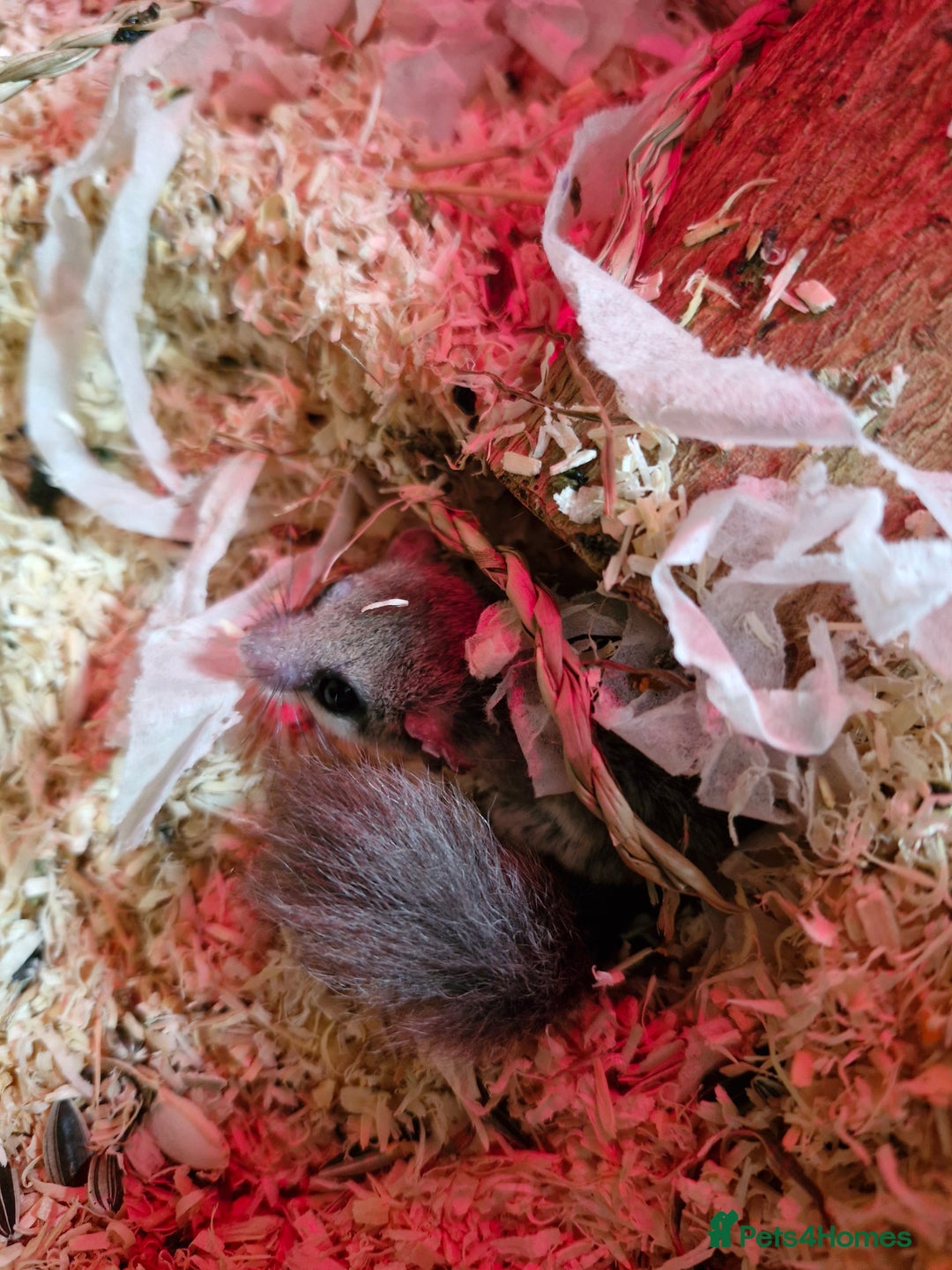 Mouse rodents for sale: Micro squirrels/ African pigmy door mouse - Image 3