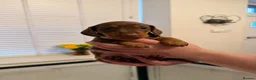 Miniature Dachshund dogs for sale: Beautiful litter of miniature dachshunds in Rochdale - Advert 5