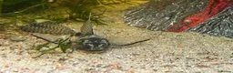 Plecos fish for sale: 2 MALE Breeding age Longfin Bristlenose - Advert 10