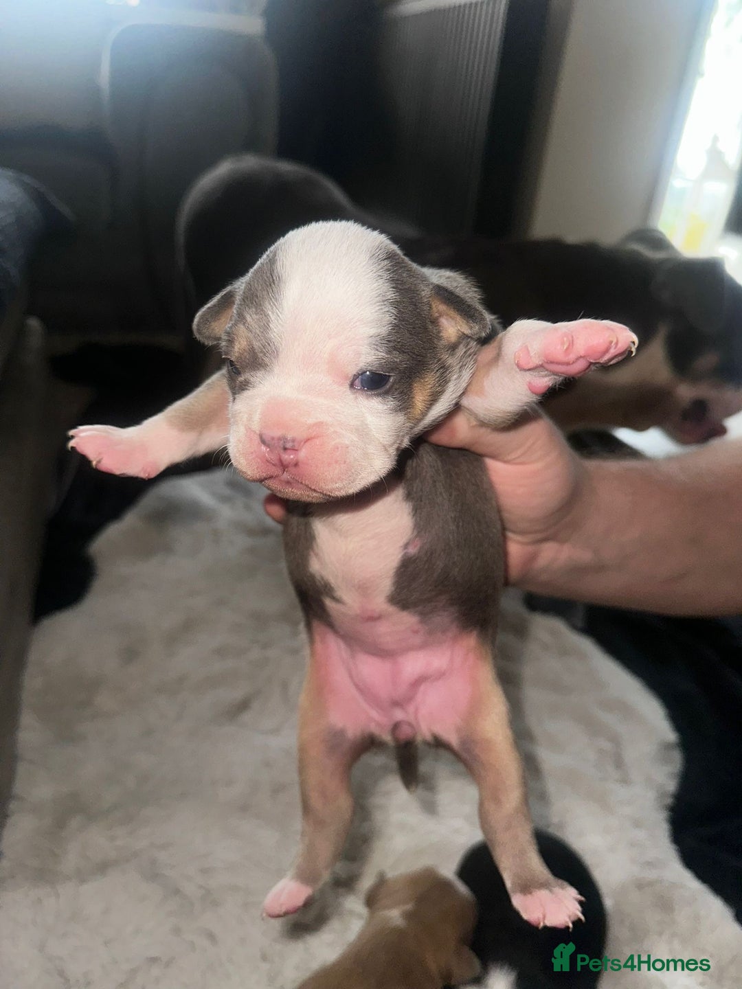 Olde English Bulldogge dogs for sale: Olde English Bulldogge Puppies  - Image 24