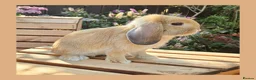 Mini Lop rabbits for sale: 🌻 Ready Now 🌻 Friendly Baby Mini Lop Buck 🌻 - Advert 4