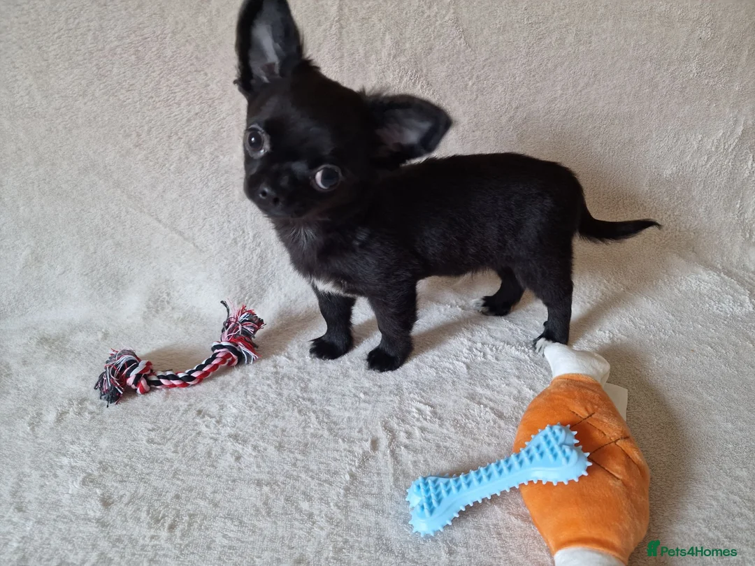 Chihuahua dogs for sale: REDUCED Last Pup Left! Chihuahua Puppy READY NOW - Advert 1