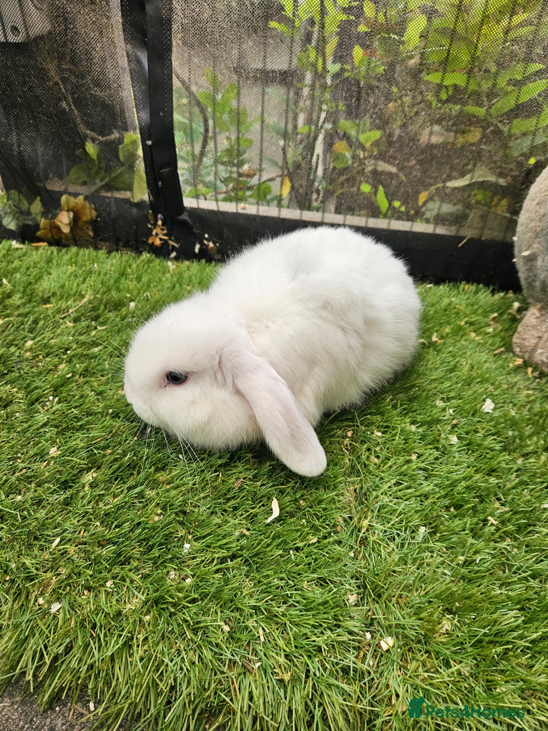 Mini Lop rabbits for sale: Magpie colouring mini lop baby rabbit - Image 3