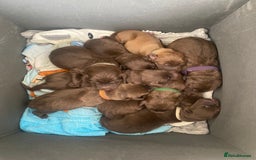 Mixed Breed dogs for sale: 🐾 Beautiful Puppies Looking 4 A Forever Homes 🐾 - Image 6