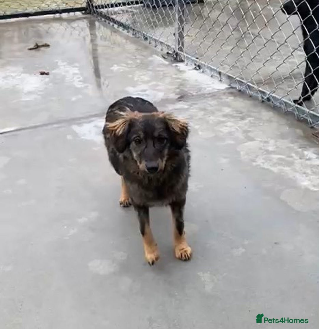 Mixed Breed dogs for adoption: Edie, 1 yr old approx. Available for adoption. - Advert 1