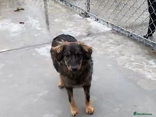 Mixed Breed dogs Edie, 1 yr old approx. Available for adoption. - Advert 4