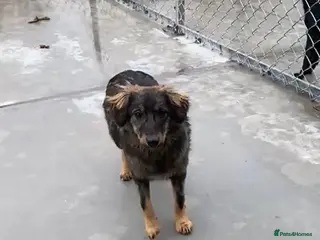 Mixed Breed dogs Edie, 1 yr old approx. Available for adoption. - Advert 9