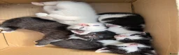 Mixed Breed cats for sale: 4 adorable kittens available to be rehomed - Advert 5