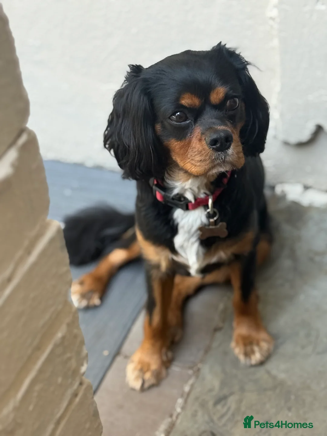 Cavalier King Charles Spaniel dogs for stud: *PROVEN* HEALTH TESTED Black & Tan Cavalier STUD in Oldham - Advert 15