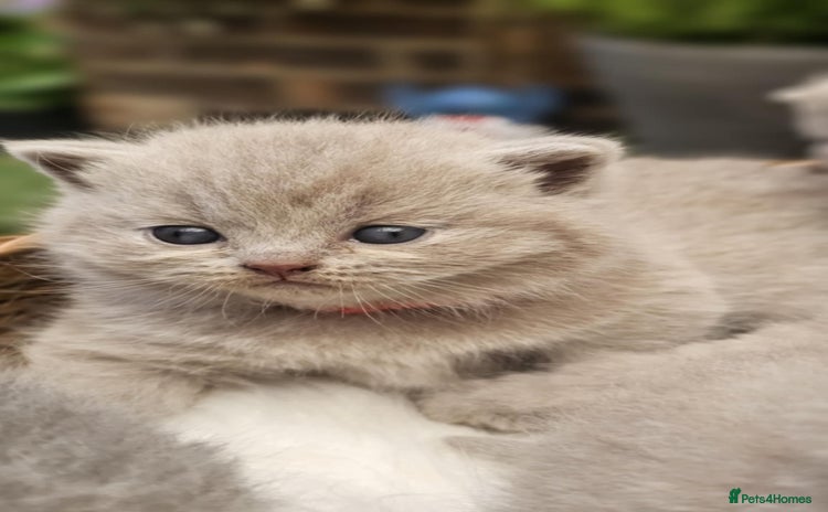British Shorthair cats - Advert 3