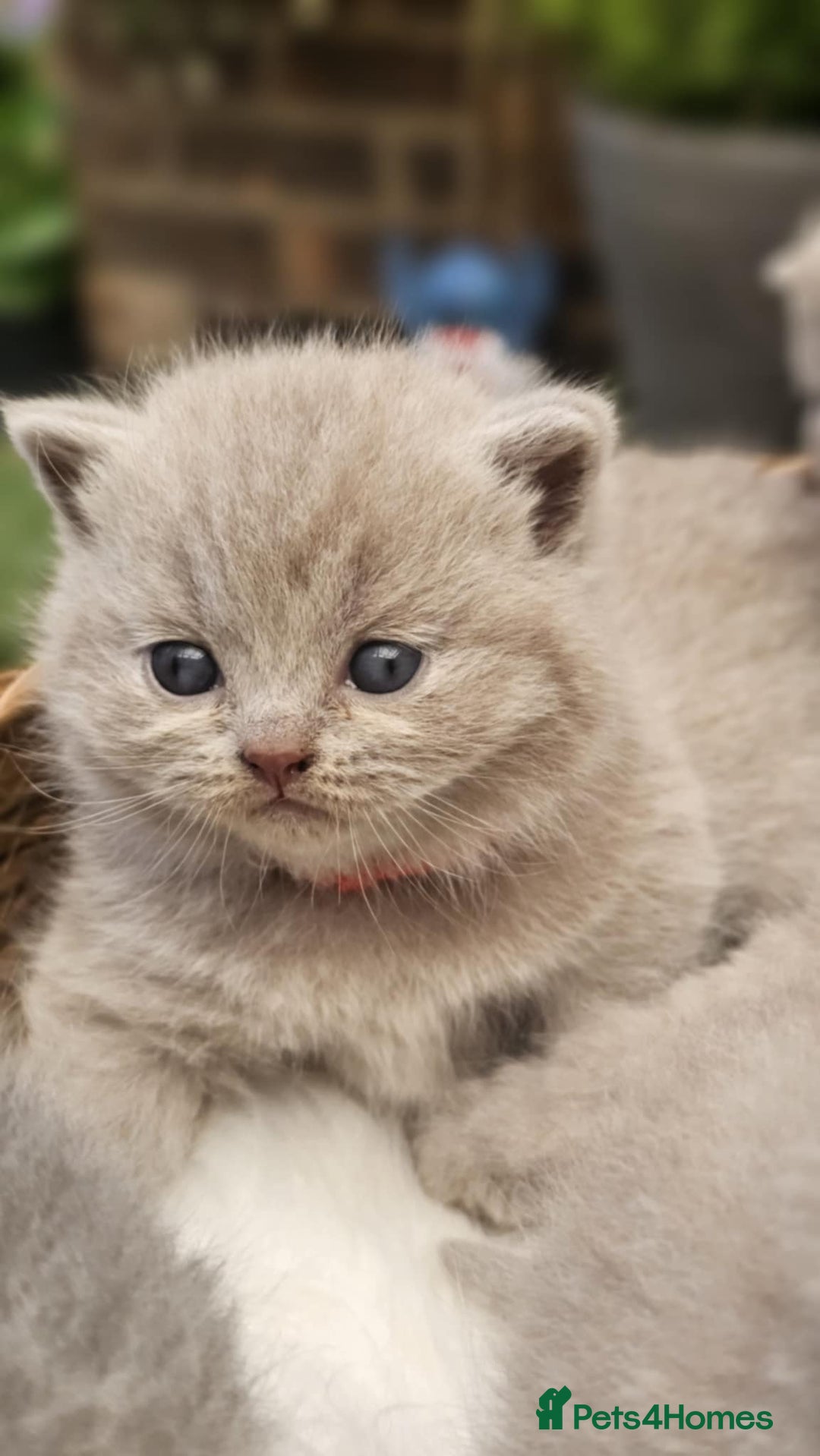 British Shorthair cats for sale: GCCF British Shorthair Kittens Champion - Image 2