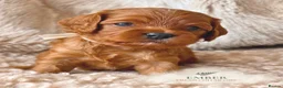 Cavapoo dogs for sale: 5 STAR LICENSED BREEDER BEAUTIFUL RED F1 CAVAPOOS - Advert 9