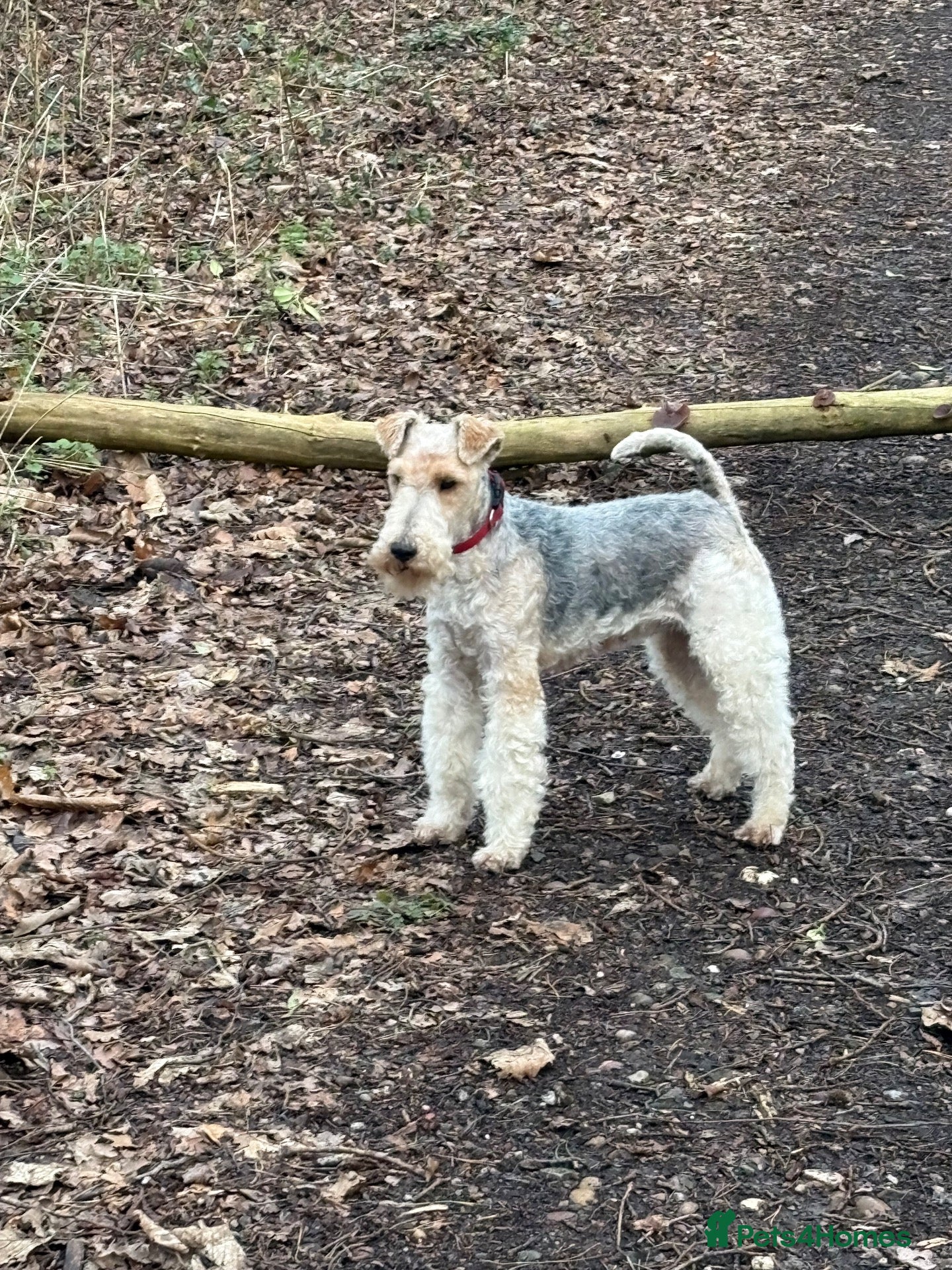 Fox Terrier dogs Fox Terrier puppy - Advert 4
