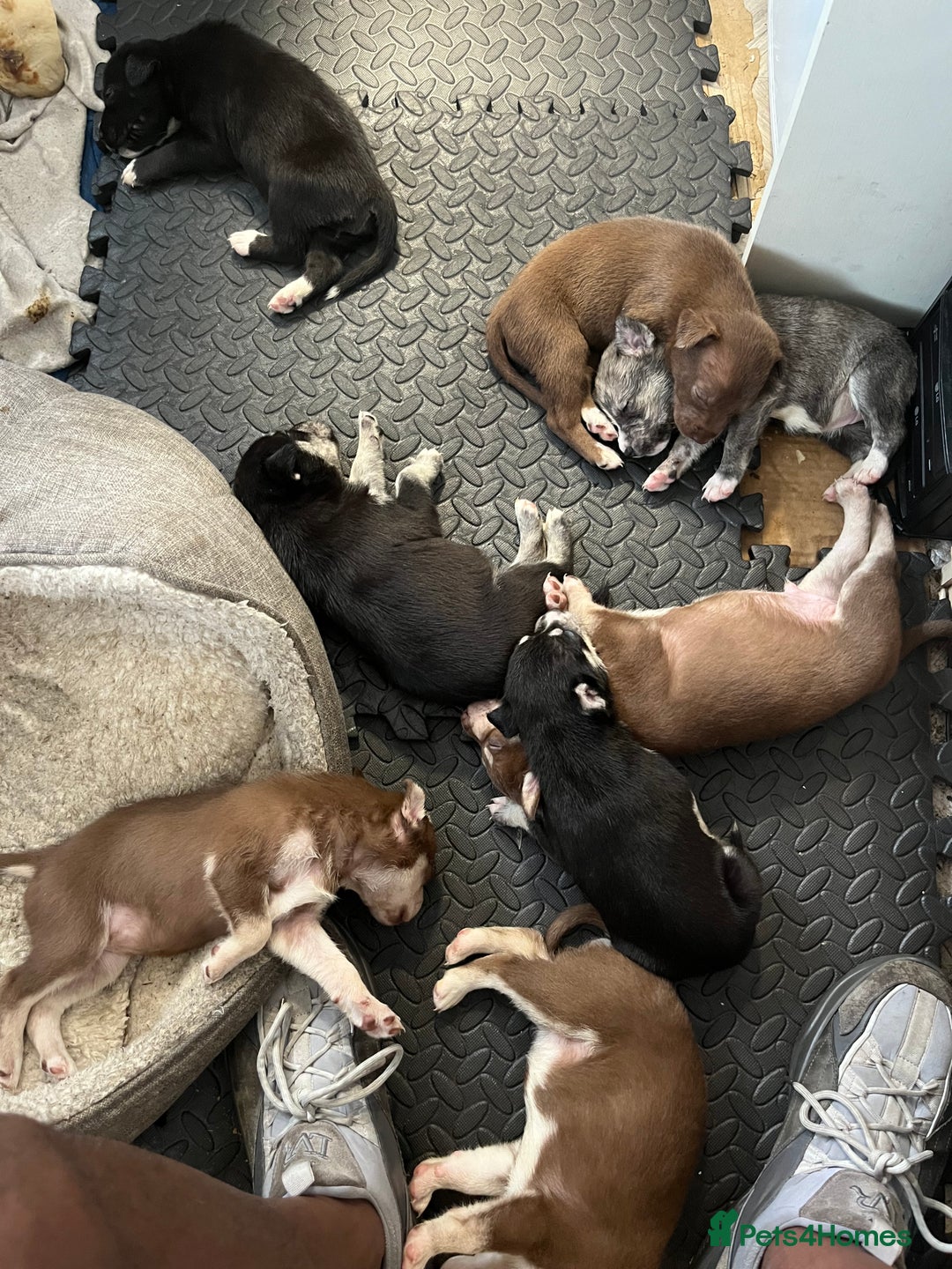 Mixed Breed dogs for sale: Blue nose staff x Siberian husky pups GOING FAST - Image 10